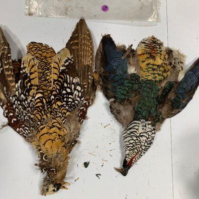#13 Colorful Birds
