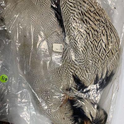 #15 Misc Bird Wings