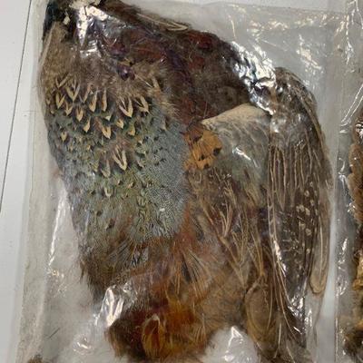 #15 Misc Bird Wings