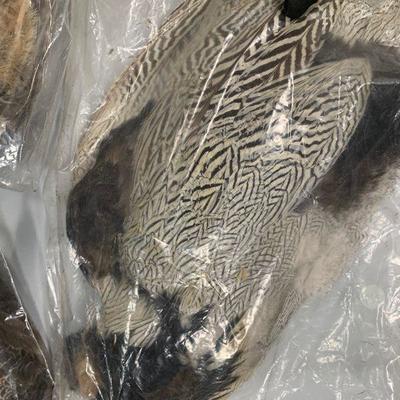 #15 Misc Bird Wings