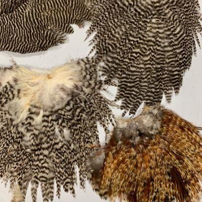 #17 Misc. Bird Feather