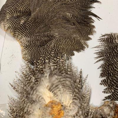 #17 Misc. Bird Feather