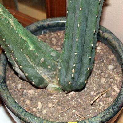 8' tall pillar cactus (#88)