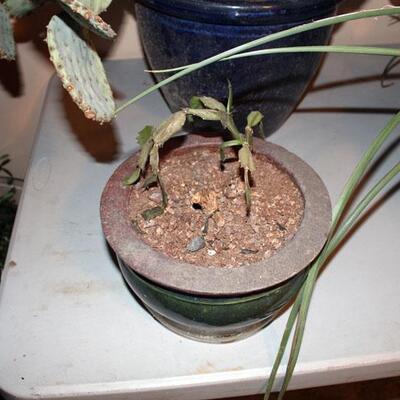 Small Christmas Cactus (#218)
