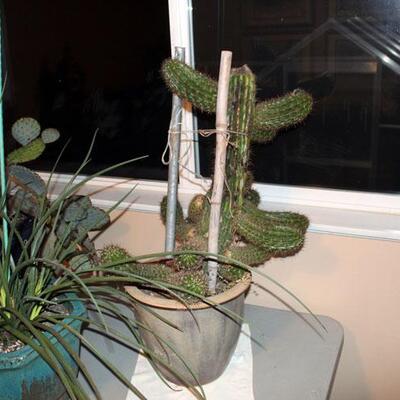 Saguaro cactus, very large, will not stand on its own (#221)
