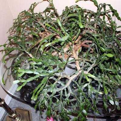 Very large Christmas cactus 