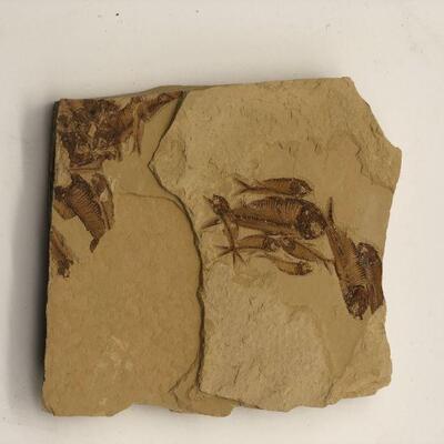 Hill Cocuntry Fossil 