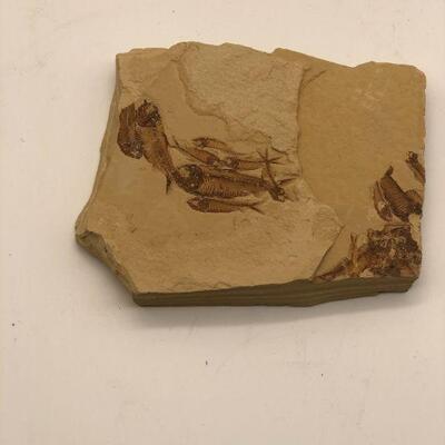 Hill Cocuntry Fossil 