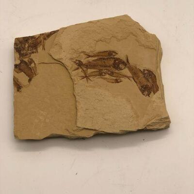 Hill Cocuntry Fossil 