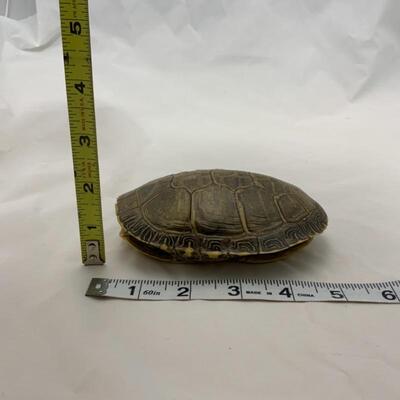 -32- VINTAGE | Turtle Shell