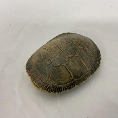-32- VINTAGE | Turtle Shell