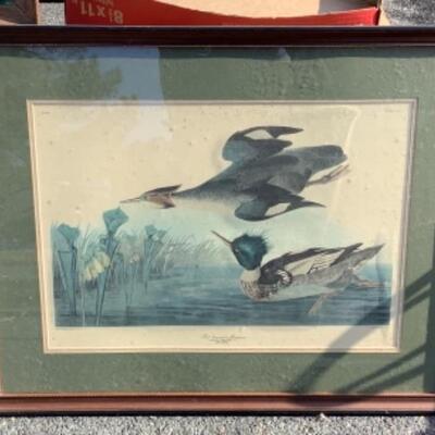 264 Red Breasted Merganser Framed Print 