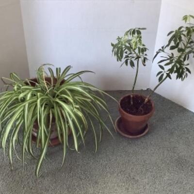 320 Two Live Potted Plants