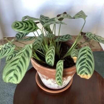 323 Live Potted Plant