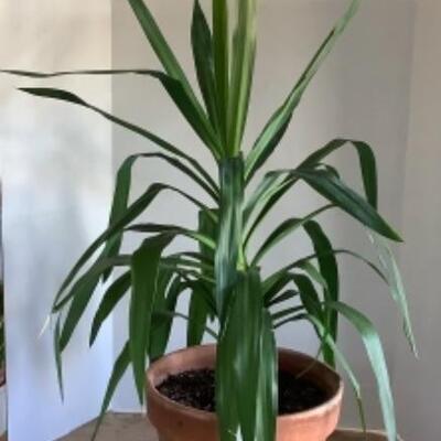 324 Live Potted Plant