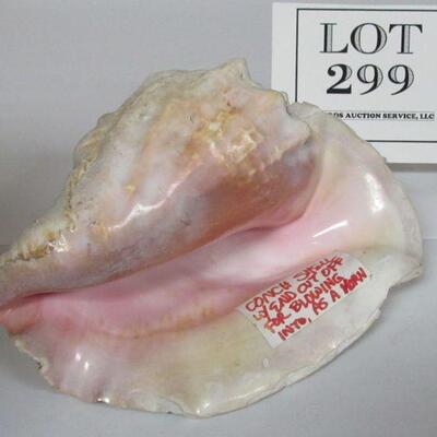 Conch Shell