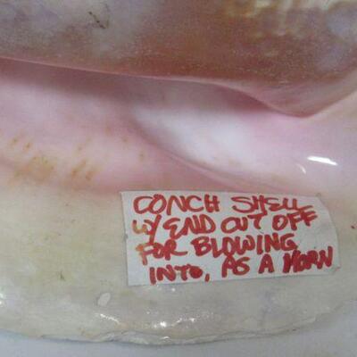 Conch Shell