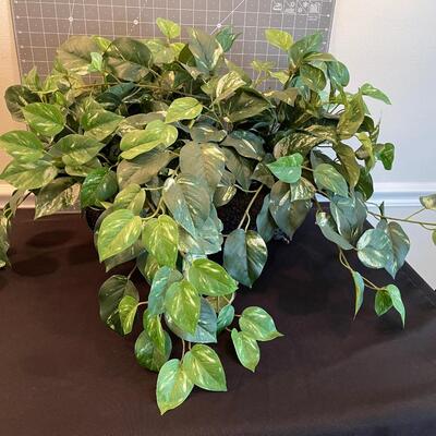 #60 Silk Plant 