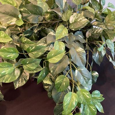 #60 Silk Plant 