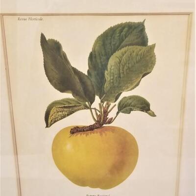 Lot #31  Set of Three Framed Botanical Prints - FRUIT