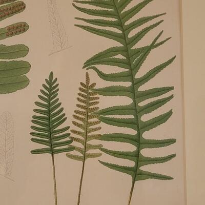 Lot 213: Antique Armstrong & Co. Botanical Lithograph FERNS 18" Ã— 14"  (B)
