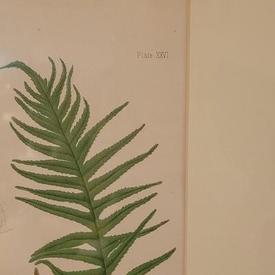 Lot 213: Antique Armstrong & Co. Botanical Lithograph FERNS 18" Ã— 14"  (B)