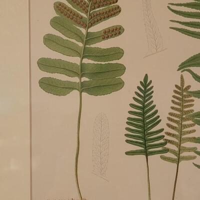 Lot 213: Antique Armstrong & Co. Botanical Lithograph FERNS 18" Ã— 14"  (B)