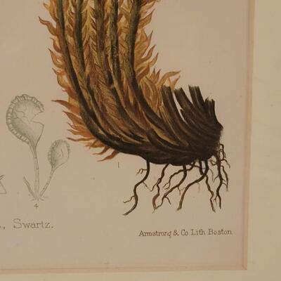 Lot 217: Antique Armstrong & Co. Botanical Lithograph FERN 18" Ã— 14" (C)