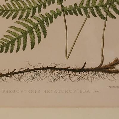 Lot 220: Antique Armstrong & Co. Botanical Lithograph FERN 18" Ã— 14" (D)