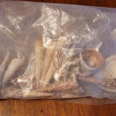Lot 75: Coral, Shells and Rocks Collection from Multiple Beaches