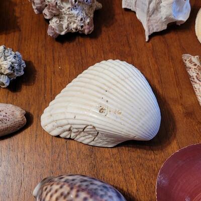 Lot 75: Coral, Shells and Rocks Collection from Multiple Beaches
