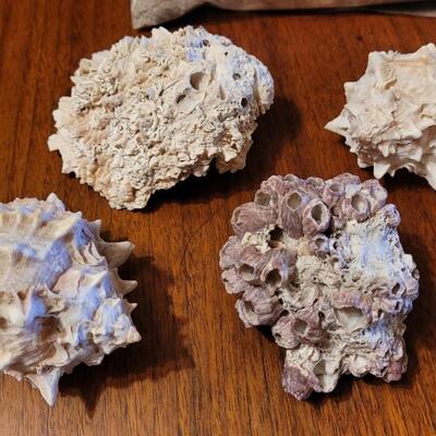 Lot 75: Coral, Shells and Rocks Collection from Multiple Beaches