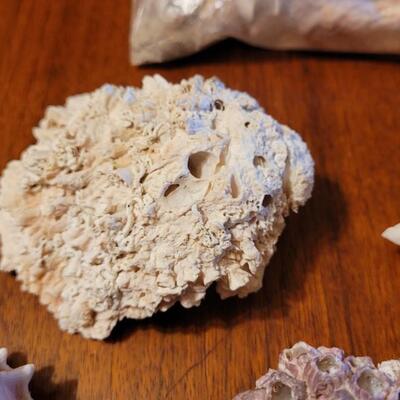 Lot 75: Coral, Shells and Rocks Collection from Multiple Beaches