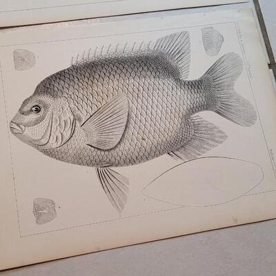 Lot 151: Set of (4) Antique Fish Biology Study Prints