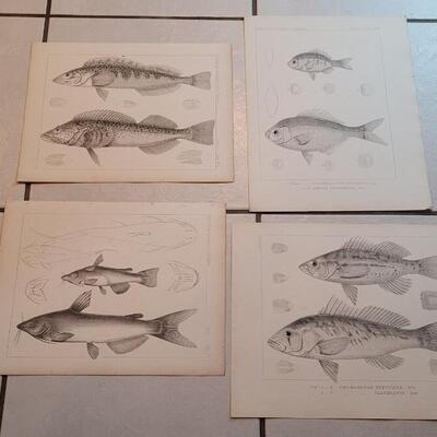 Lot 153: Set of (4) Antique Fish Biology Study Prints