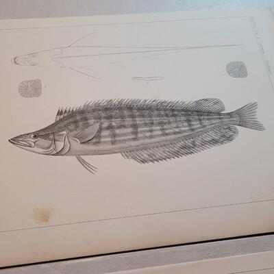 Lot 154: Set of (4) Antique Fish Biology Study Prints