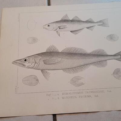 Lot 155: Set of (4) Antique Fish Biology Study Prints