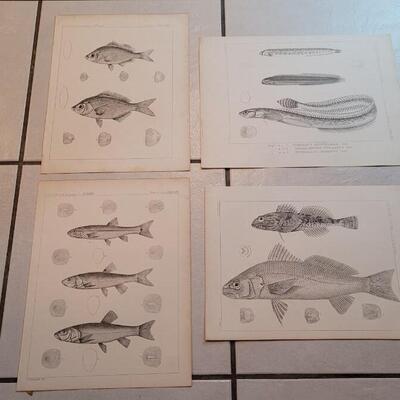 Lot 156: Set of (4) Antique Fish Biology Study Prints