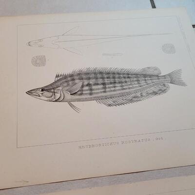 Lot 158: Set of (4) Antique Fish Biology Study Prints