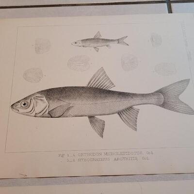 Lot 159: Set of (4) Antique Fish Biology Study Prints