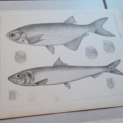 Lot 159: Set of (4) Antique Fish Biology Study Prints
