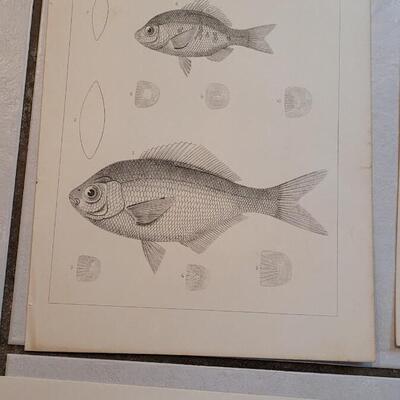Lot 160: Set of (4) Antique Fish Biology Study Prints
