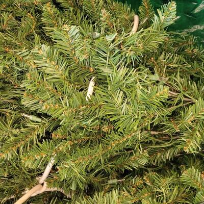 Lot 204: Pre-lite 7 or 8 Ft. Christmas Tree with Stand in Storage Bag