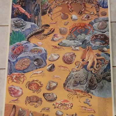 Lot 282: U.S. Department of Commerce Mollusks and Crustaceans of the Coastal U.S. 48" Ã— 30"