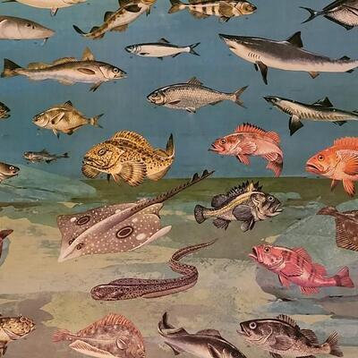 Lot 284: U.S. Department of Commerce - Marine Fishes of the North Pacific 48" Ã— 30"