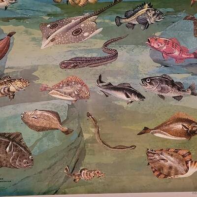 Lot 284: U.S. Department of Commerce - Marine Fishes of the North Pacific 48" Ã— 30"