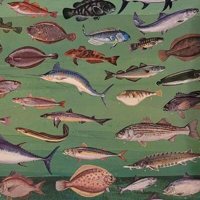 Lot 286: U.S. Department of Commerce- Marine Fishes of the North Atlantic 48" Ã— 30"