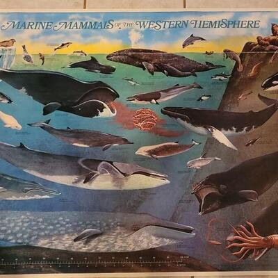 Lot 288: U.S. Department of Commerce - Marine Mammals of the Western Hemisphere November 197536" Ã— 53"