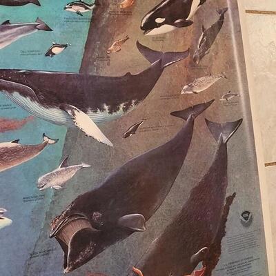 Lot 288: U.S. Department of Commerce - Marine Mammals of the Western Hemisphere November 197536" Ã— 53"