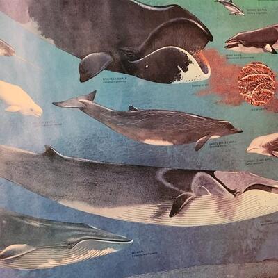 Lot 288: U.S. Department of Commerce - Marine Mammals of the Western Hemisphere November 197536" Ã— 53"